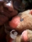 teddy