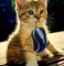 Is my cat