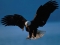AM AN EAGLE