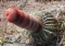 dirty by nature