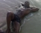shillin
