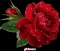 I AM LOOKING FOR  GOOD LOVE