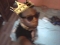 dominus