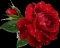 red rose