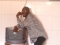 Aregbe