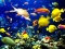 MY AQUARIUM.