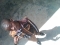 YAGA