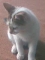 My pet noor