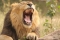 Roar
