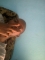 luv