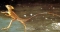 the running lizard