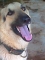 my dog