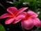 My flower
