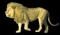The Lion of the Tribe of Judah