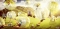 Bubble football france