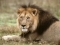 Pantheris Leo Fangus Longus Breathus Stinkus