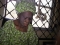 ma lovely granny