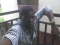 Shenet