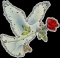 my dove