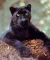 MY ANIMAL TOTEM(SPIRITUAL ANIMAL)