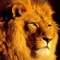 Welcome to my Pride