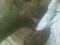 phorla