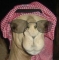 Arabian Swag