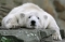 whitebear