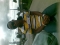 youngfunkey