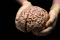BRAIN