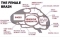 full brain of ladies