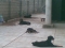 My dogs