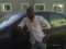 DEE KING