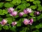ITS NATURE