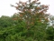 natures delight