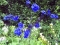 life is beautiful like flowers
