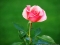 flower pink rose