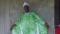 looks on Naija colour