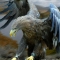 THE EAGLE HAS LANDED!!!