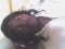 Na Mii j�