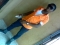 Is a gud lyf.