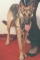 DE DON'S DOG...