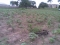 Empty Lands & Building for sale:Location-Abuja