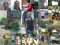 my picassa