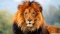 King of the jungle
