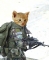 combatant cat