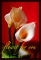 luv re like rose flowers!!!!
