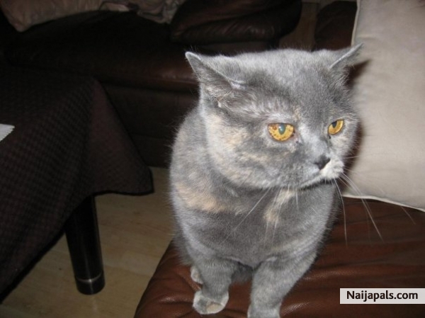 MY MINA - click for next photo
