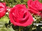 Luv. is the elexir of Life - click for next photo