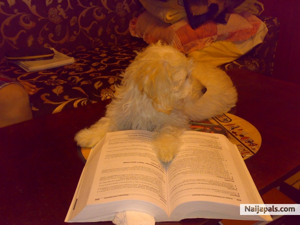 My lil furry family - click for next photo